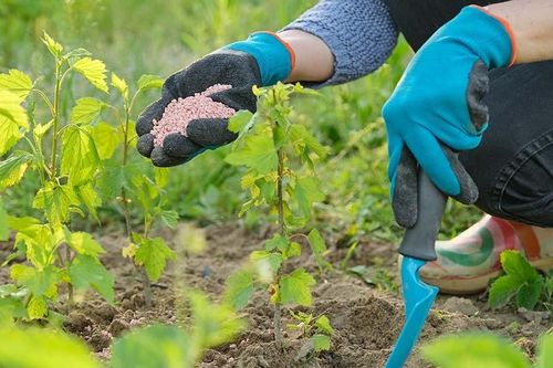 Giá phân bón hôm nay 24/2: Giao dịch tăng cao