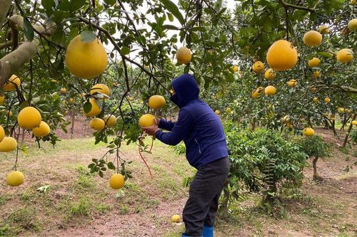 Đua nhau trồng rồi 'vỡ trận': Cam sành đang phải 'giải cứu', bưởi giá rẻ như cho