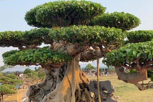 Cây sanh cổ 'Thần Kim Quy' giá siêu đắt 10 tỷ, chủ nhân coi như báu vật