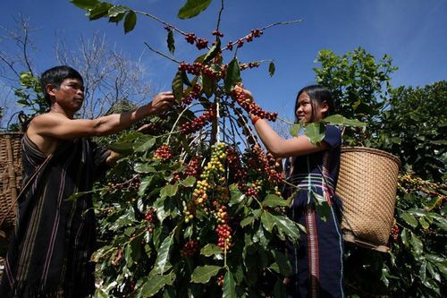 Sản phẩm sản xuất trên đất chặt phá rừng sẽ không được phép vào thị trường châu Âu