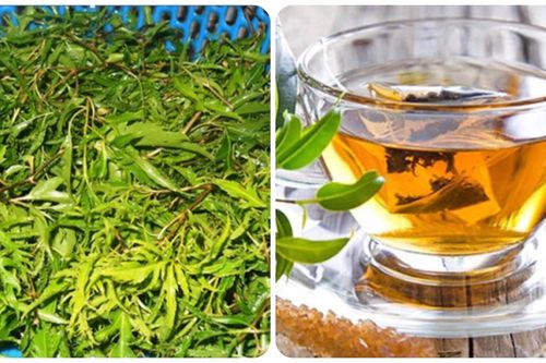 Uống nước lá đinh lăng tươi có tác dụng gì?