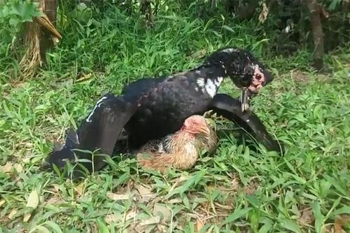 Clip: Cuộc chiến sinh tử giữa ngan với gà mái