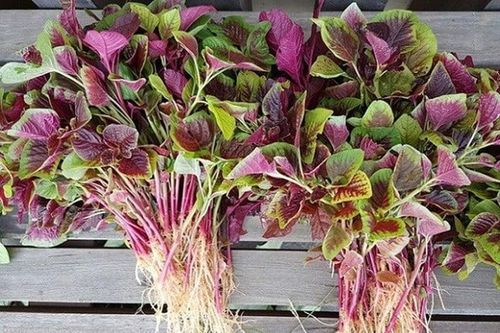 4 loại rau 'bổ hơn thịt, rẻ hơn thuốc', quý như nhân sâm bán đầy chợ, ai gặp nhớ mua về