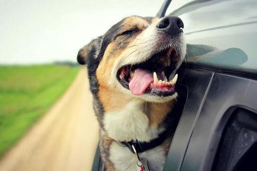 Chủ xe ở Mỹ bị phạt tiền nếu để thú cưng thò đầu ra cửa sổ ôtô