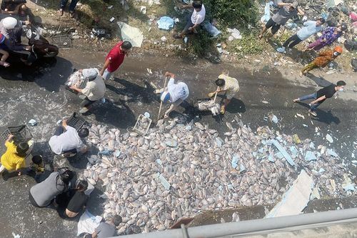 Xe tải lật trên cầu, người dân giúp tài xế gom hàng tấn cá