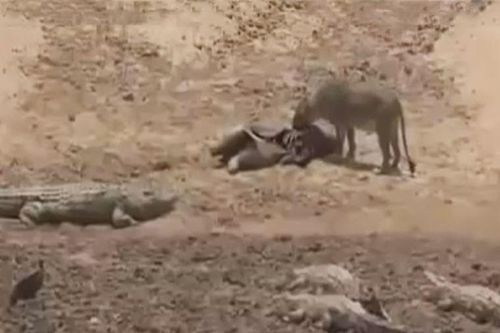 Clip: Sư tử cái cả gan cướp mồi của cá sấu