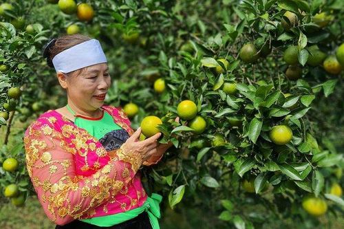 An toàn cho môi trường nông thôn từ trồng cam không sử dụng hóa chất