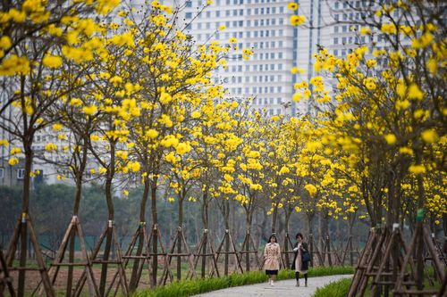 Ngắm đường hoa phong linh đẹp như tranh vẽ ở Hà Nội