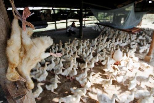 Campuchia tuyên bố kiểm soát thành công virus H5N1