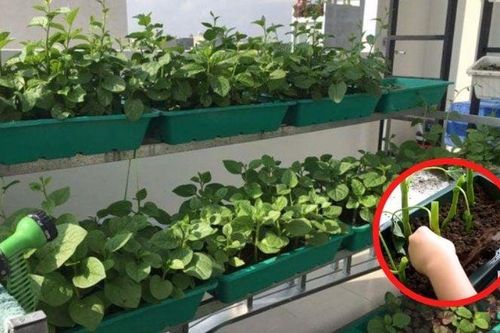 7 loại rau nhặt xong nhớ giữ lại cành, đem cắm xuống đất quanh năm có rau ăn