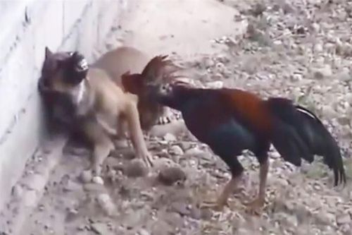Clip: Sốc với cảnh gà trống tấn công khiến chó khiếp sợ