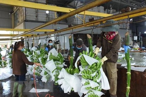 Chuyển đổi xuất khẩu xanh đối mặt khó khăn
