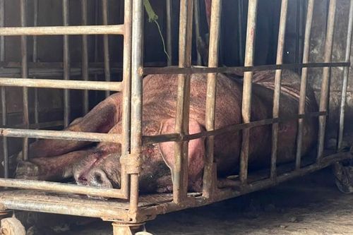 Lợn nái chết, biến đổi màu sắc vẫn được mang đi tiêu thụ
