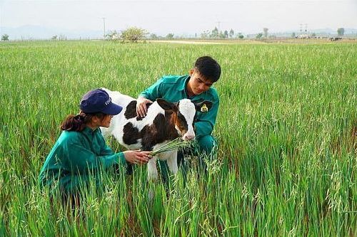 49 dự án nông nghiệp của Việt Nam đầu tư tại Lào