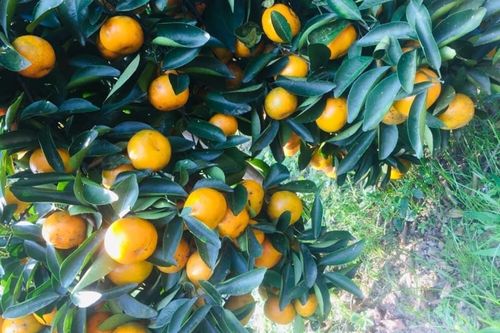 Hà Tĩnh: Hợp tác, hỗ trợ nông dân Hà Giang tiêu thụ cam