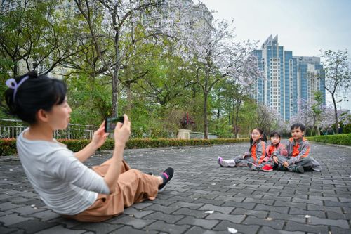 Những địa điểm check-in hoa ban độc đáo tại Hà Nội