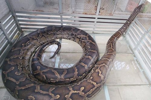 Người dân ở TP.HCM bàn giao 2 con trăn quý hiếm cho kiểm lâm