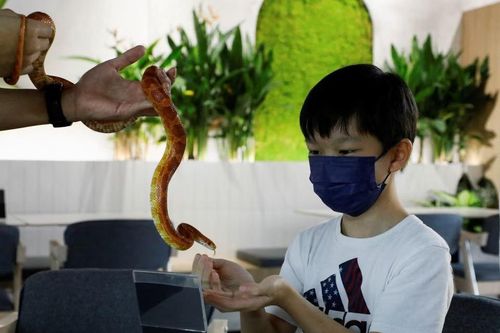 Rồng râu, rắn ngô trong quán cà phê ở Malaysia