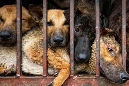 Người dân có thể báo cáo các trường hợp trộm cắp chó mèo