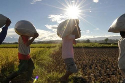 An ninh lương thực ASEAN: Bài toán khó nhưng có nhiều cách giải