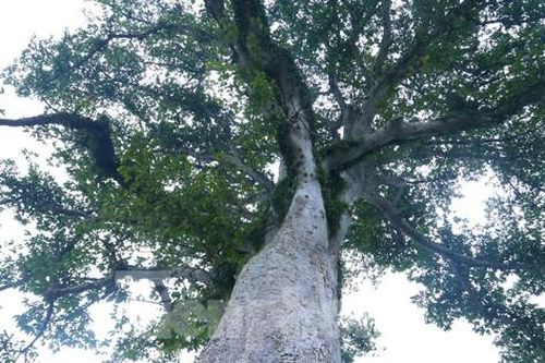 Vẻ đẹp kỳ thú 'có một không hai' của cây sui cổ thụ xứ Nghệ