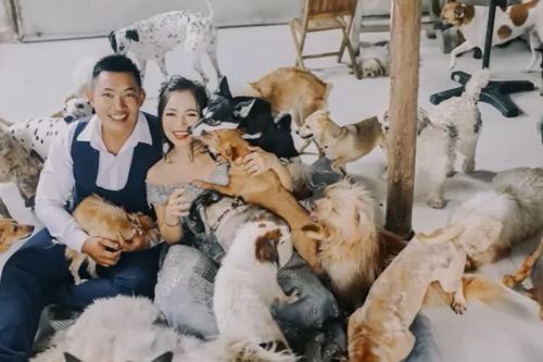 Đôi trẻ hoãn cưới 6 năm để cưu mang hơn 450 con chó, mèo