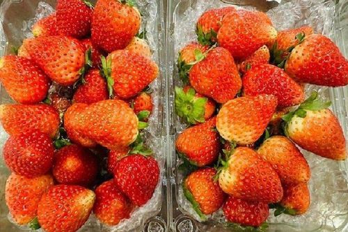 Dâu tây Sơn La 'hút khách' Thủ đô