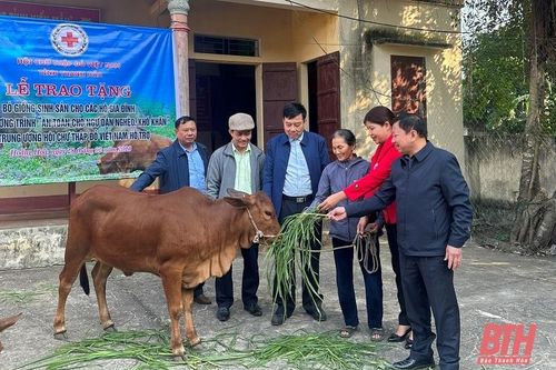 Hội Chữ thập đỏ tỉnh trao bò giống sinh sản cho 6 hộ dân xã Hoằng Hải