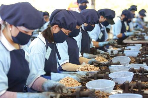 Ngành điều đặt mục tiêu xuất khẩu đạt 3,1 tỷ USD trong năm 2023