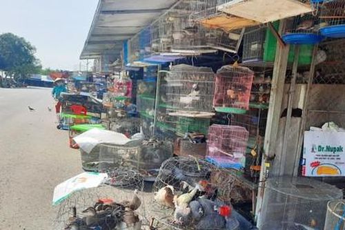 Kỳ 1: 'Thiên la địa võng' quét sạch chim, cò
