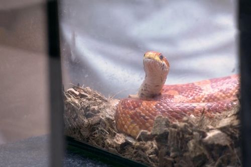 Quán cà phê bò sát ở Malaysia