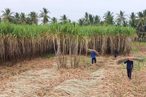 ĐBSCL: Giá mía tăng nông dân phấn khởi, nhà máy lo...