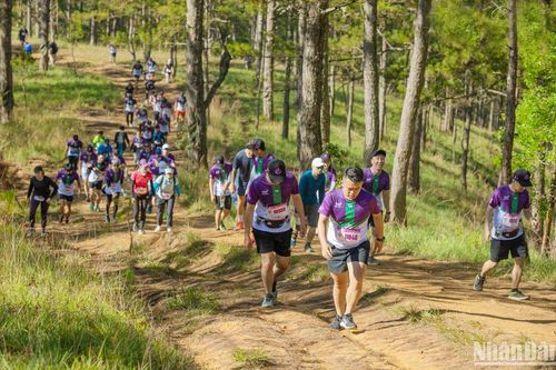 Gần 7.000 vận động viên tham gia giải chạy Dalat Ultra Trail 2023