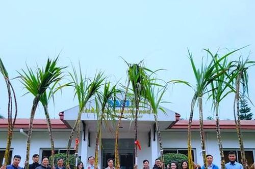 Độc đáo cuộc thi 'hoa hậu' mía