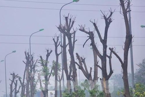 Công ty nước Sông Đà sẽ trồng bù loạt cây xanh chết khô ở Đại lộ Thăng Long