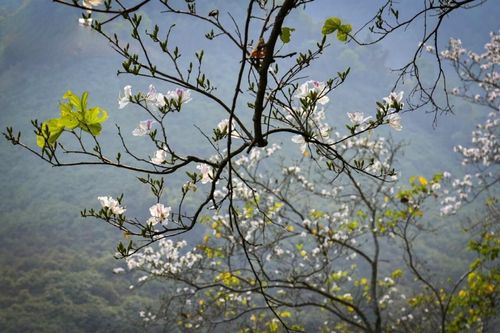 Hoa ban Tây Bắc nở rộ giữa lòng xứ Thanh