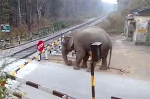 Clip: Voi vi phạm luật giao thông cực kỳ nguy hiểm