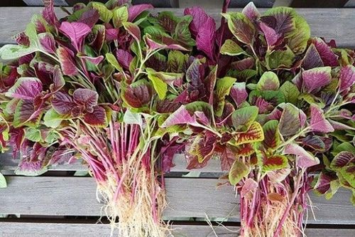 Lương y chỉ ra 3 loại rau 'rẻ hơn thịt, bổ hơn thuốc', là siêu thực phẩm bổ máu