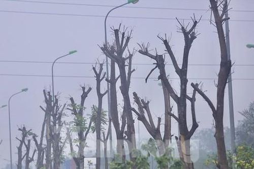 Thông tin mới vụ hàng loạt cây xanh chết khô ở Đại lộ Thăng Long