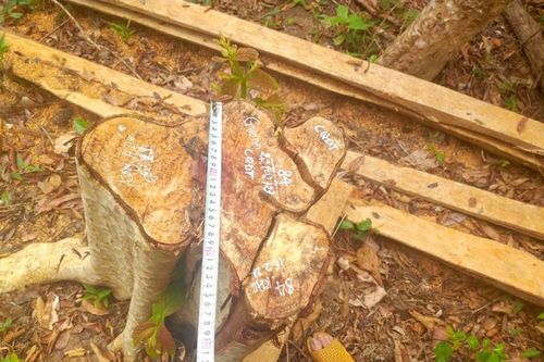 Khởi tố vụ án lâm tặc cưa hạ 149 cây gỗ rừng ở Gia Lai