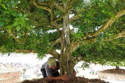 Cận cảnh 4 cây nguyệt quế 'mười phân vẹn mười' giá lên đến 8 tỷ đồng, đại gia coi như báu vật