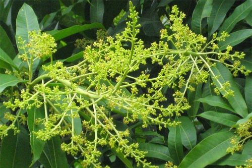 5 lợi ích tuyệt vời của hoa xoài đối với sức khỏe