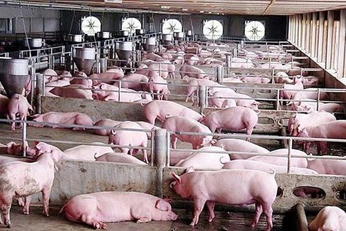 Giá heo hơi hôm nay 2/3: Miền Bắc về dưới ngưỡng 50.000 đồng/kg