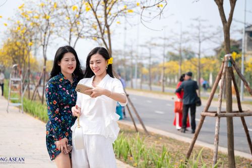 Hà Nội: Đường hoa phong linh vàng rực ở Hà Đông thu hút người dân chụp ảnh