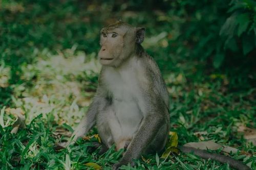 Chung tay bảo tồn động, thực vật hoang dã