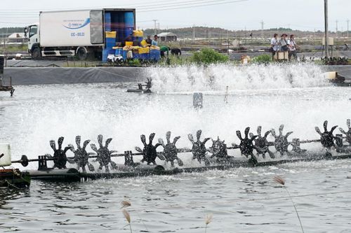 Bàn giải pháp phát triển ngành tôm năm 2023