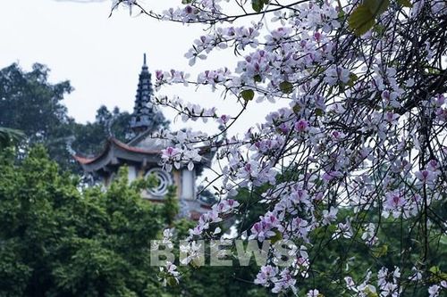 Ngắm hoa ban trắng bên ngôi chùa cổ nghìn năm giữa Hà Nội