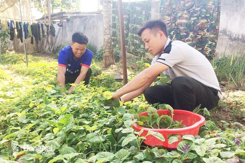 Theo tiếng gọi của rừng già