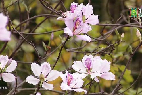 Sắc hoa ban tím trên đường phố Hà Nội (ngày 03/03/2023)
