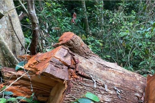 Lâm tặc tàn phá tan hoang rừng Sơ Pai ở Gia Lai